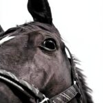 Merlin Unwin Books Horse Racing History Kindle eBook-0