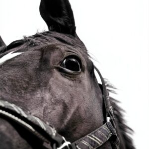 Merlin Unwin Books Horse Racing History Kindle eBook-0