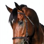 Mercier Press Kindle eBook Horse Racing Animal Husbandry-0